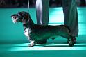 Crufts_dachshunds 185